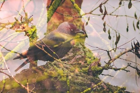 Dohle  Coloeus monedula,Corvus monedula,Geotagged,Ukraine,Western Jackdaw,Western jackdaw