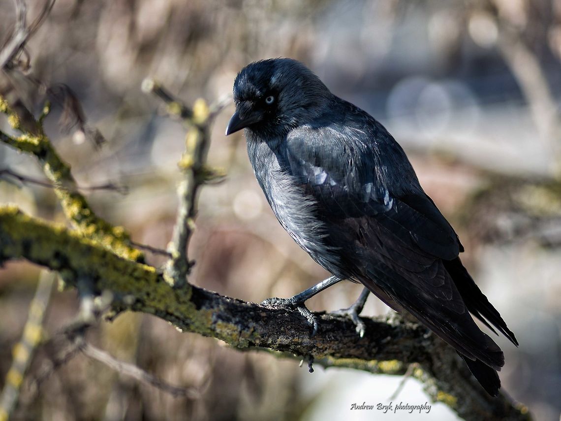 Dohle  Coloeus monedula,Corvus monedula,Western Jackdaw,Western jackdaw