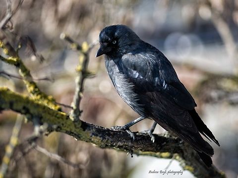 Dohle  Coloeus monedula,Corvus monedula,Western Jackdaw,Western jackdaw