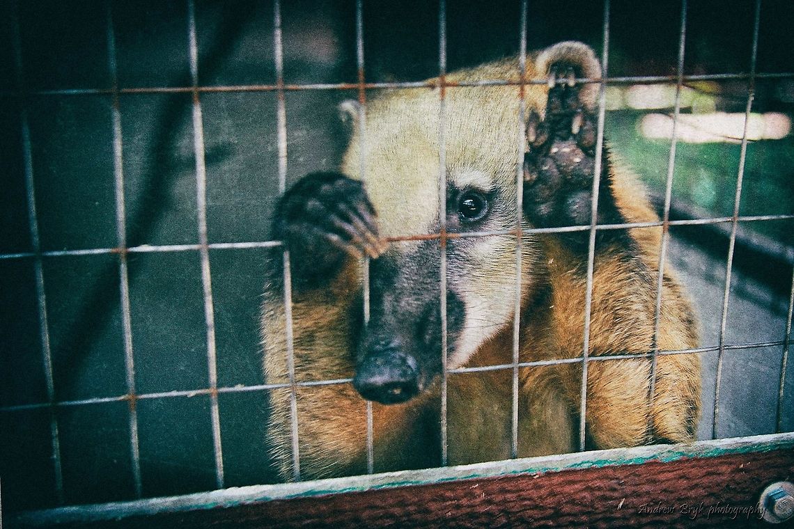 IMG_6500  Nasua nasua,South American Coati