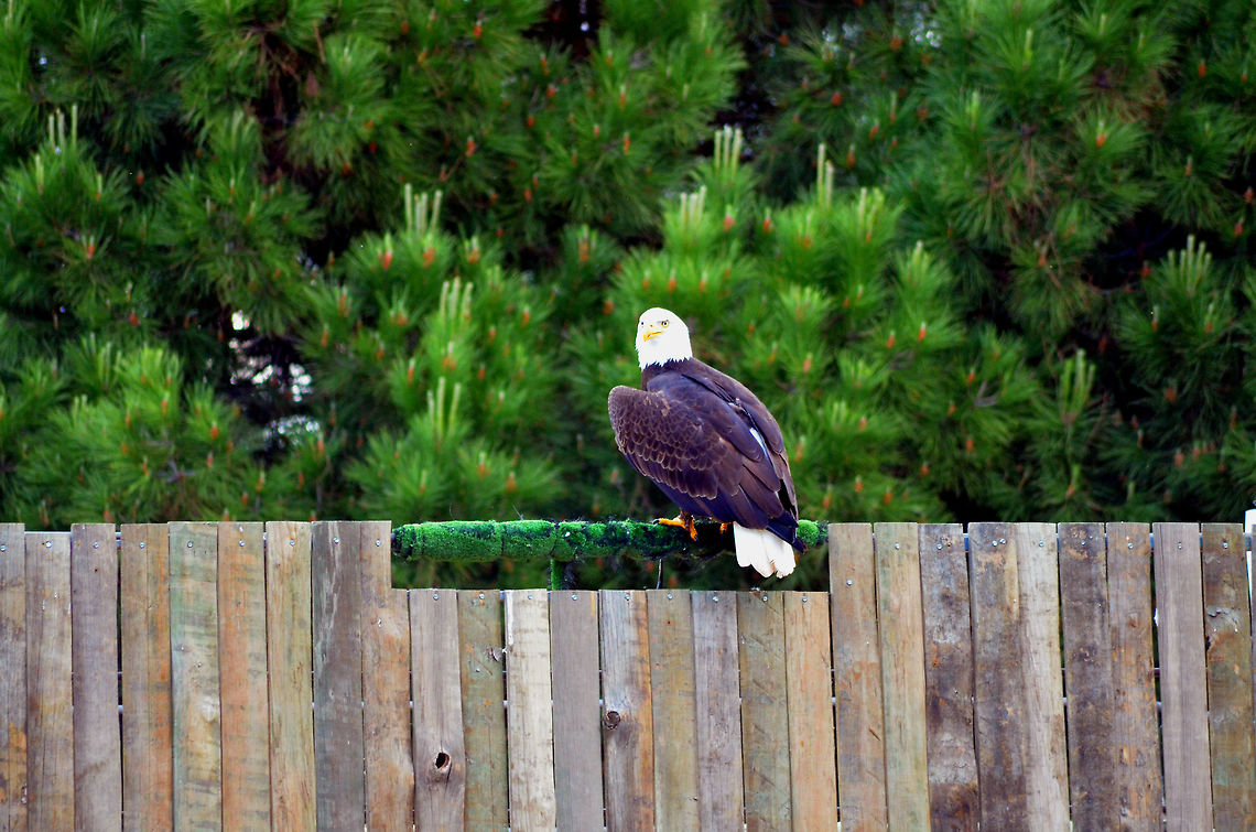 American Bald Eagle at Madrid Zoo,Spain It is not everyday that you get to see an American Bald Eagle in Europe. Bald Eagle,Haliaeetus leucocephalus,Madrid,Zoo,spain