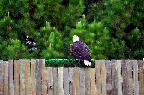 American Bald Eagle at Madrid Zoo,Spain It is not everyday that you get to see an American Bald Eagle in Europe. Bald Eagle,Haliaeetus leucocephalus,Madrid,Zoo,spain