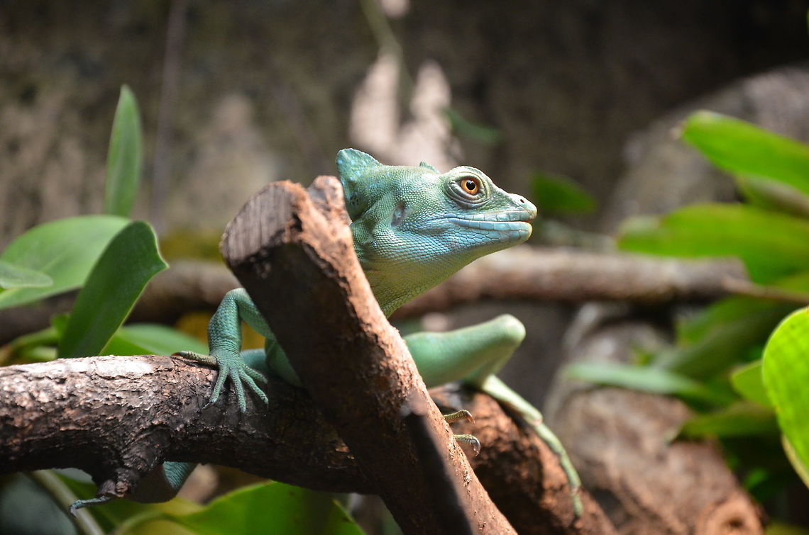 Green Basilisk lizard,Stuttgart Zoo,Germany  Basiliscus basiliscus,Basiliscus plumifrons,Common Basilisk,Plumed basilisk,Zoo