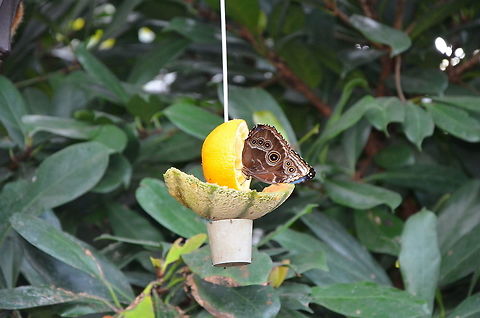 Butterfly feeding,Stuttgart Zoo,Germany  Morpho peleides,Peleides Blue Morpho,zoo