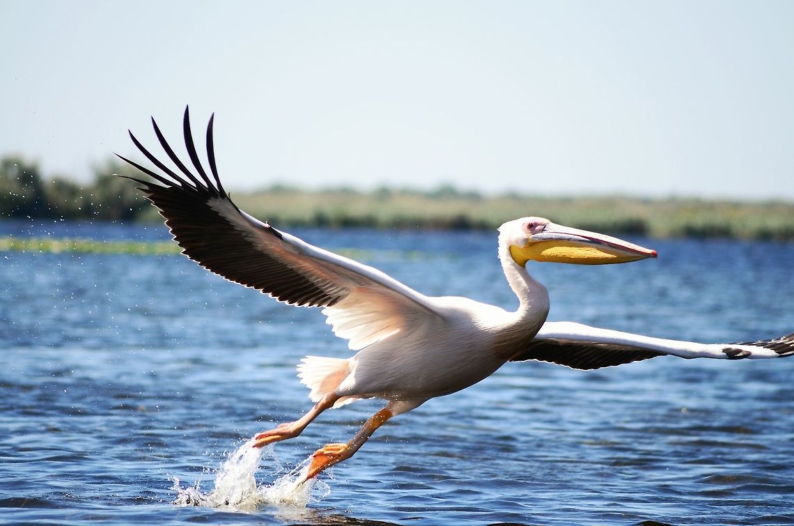 Great white pelican in the Danube Delta, Romania  Danube delta biosphere reserve,Great White Pelican,Pelecanus onocrotalus,Romania,flying