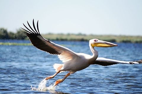 Great white pelican in the Danube Delta, Romania  Danube delta biosphere reserve,Great White Pelican,Pelecanus onocrotalus,Romania,flying
