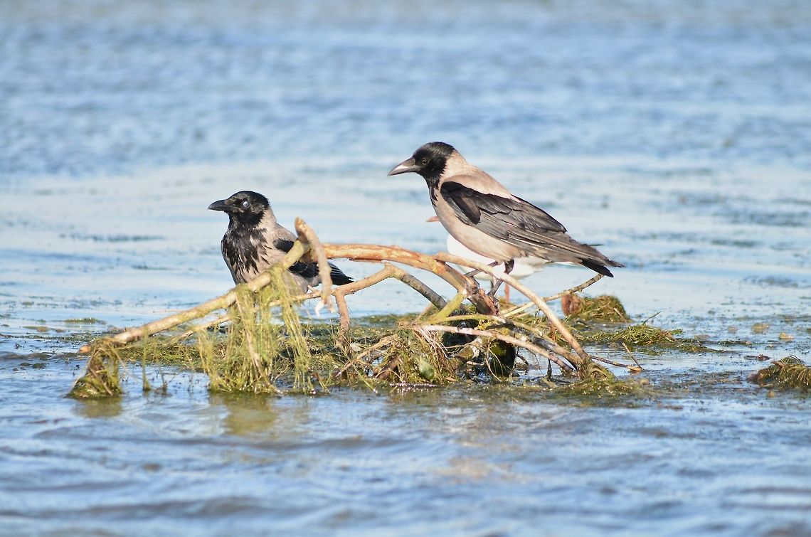 Hooded crows in Danube Delta,Romania  Corvus cornix,Danube delta biosphere reserve,Hooded Crow,Romania