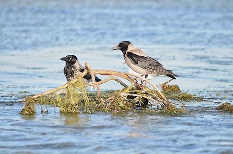 Hooded crows in Danube Delta,Romania  Corvus cornix,Danube delta biosphere reserve,Hooded Crow,Romania