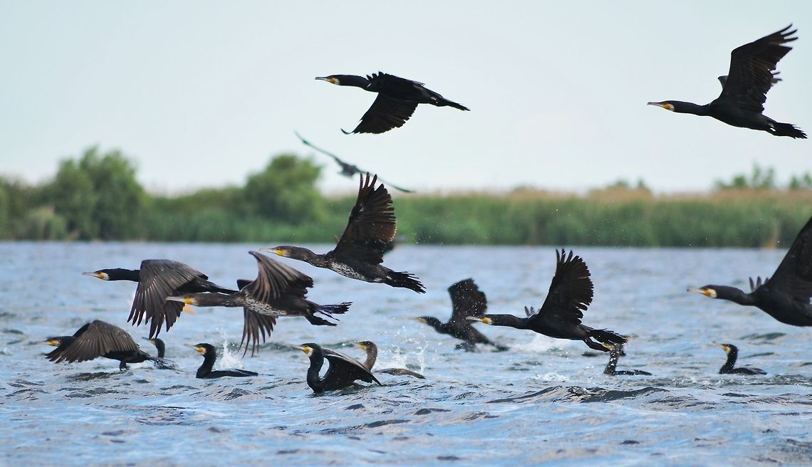 Black Cormorants in Danube Delta,Romania  Danube,Great Cormorant,Great black cormorant,Phalacrocorax carbo,Romania