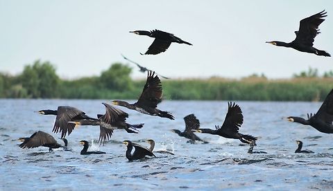 Black Cormorants in Danube Delta,Romania  Danube,Great Cormorant,Great black cormorant,Phalacrocorax carbo,Romania