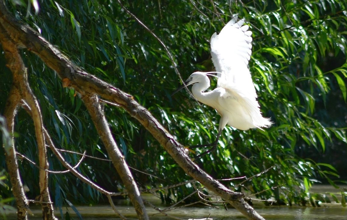 Little Egret, Danube Delta,Romania  Danube delta biosphere reserve,Egretta garzetta,Little Egret,Romania