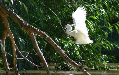 Little Egret, Danube Delta,Romania  Danube delta biosphere reserve,Egretta garzetta,Little Egret,Romania
