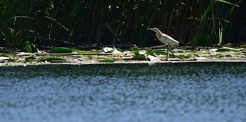 The Squacco Heron,Danube Delta, Romania  Ardeola ralloides,Ixobrychus minutus,Little Bittern,Squacco Heron