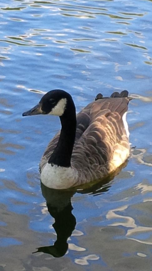 Canadian Goose in Regents Park London  Branta canadensis,Canada goose,Geotagged,Summer,United Kingdom