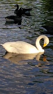Mute Swan in Regents Park London  Cygnus olor,Geotagged,Mute Swan,Summer,United Kingdom