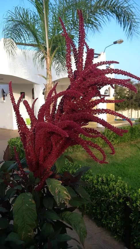 Amaranth plant in Oujda Morocco Spotted this strange looking plant while on holiday in Morocco Amaranthus cruentus,Blood amaranth,Geotagged,Morocco,Summer