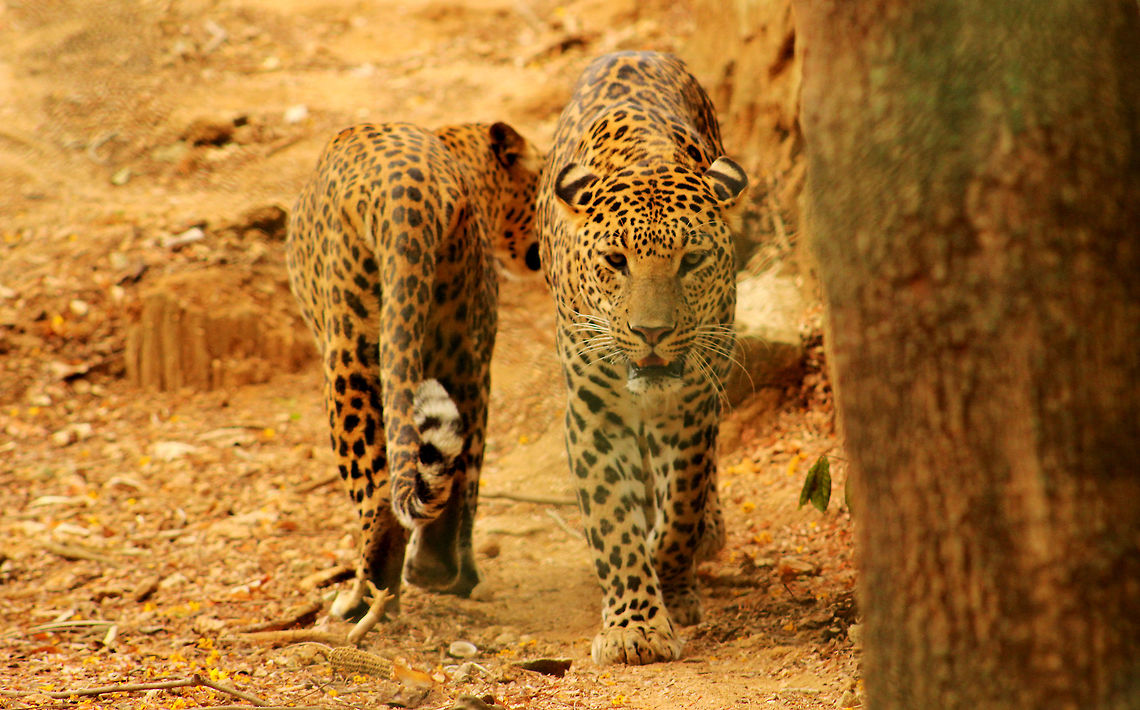 Close up of Indian leopards at Oddisha, India The wait is totally worth for the perfect click. I still remember the stare of the leopard as if I&#039;ve captured it a minute back. Indian leopards are a rare species and are even hard to find in the Indian zoos.  Geotagged,India,Indian leopard,Panthera pardus fusca,Spring