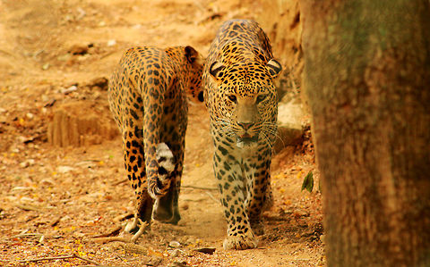 Close up of Indian leopards at Oddisha, India The wait is totally worth for the perfect click. I still remember the stare of the leopard as if I've captured it a minute back. Indian leopards are a rare species and are even hard to find in the Indian zoos.  Geotagged,India,Indian leopard,Panthera pardus fusca,Spring