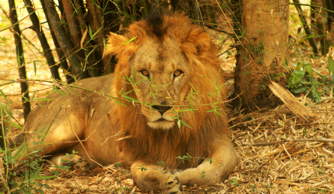 King of the Jungle spotted at Oddisha, India The picture was captured in a jeep safari of the asiatic lions at Oddisha, India. A highly endangered species. Asiatic lion,Geotagged,India,lion