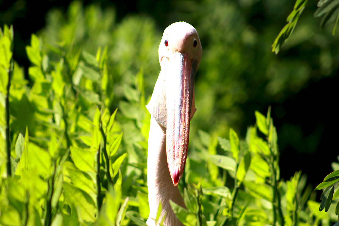 Close up of the Pelicans at Visakhapatnam, India Pelicans are quite the camera friendly birds. :) Posed naturally for the shutter. <br />
 Fall,Geotagged,Great White Pelican,India,Pelecanus onocrotalus