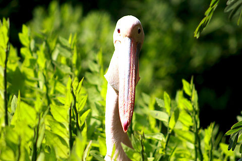 Close up of the Pelicans at Visakhapatnam, India Pelicans are quite the camera friendly birds. :) Posed naturally for the shutter. 
 Fall,Geotagged,Great White Pelican,India,Pelecanus onocrotalus