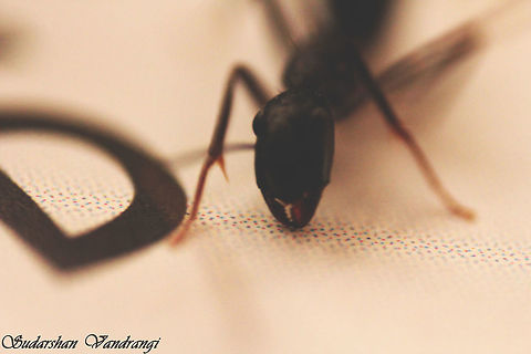 Close-up shot of the common black garden ant.88 Photographed using the reverse lens technology.  Black carpenter ant,Black garden ant,Camponotus pennsylvanicus,Geotagged,India,Lasius niger,Spring