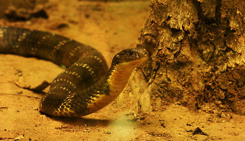 The King Cobra spotted at Nandankanan National Park, Konark, India Known to be one of the most poisonous snakes in the world.  Geotagged,India,King cobra,Ophiophagus hannah,Spring