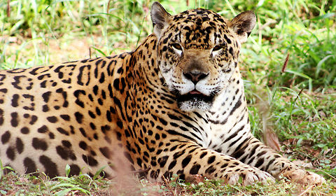 Close up shot of a leopard in Visakhapatnam, India  Acinonyx jubatus,Acinonyx jubatus venaticus,African Leopard,Asiatic Cheetah,Cheetah,Fall,Geotagged,India,Jaguar,Jaguar cichlid,Leopard,Panthera onca,Panthera pardus,Panthera pardus pardus