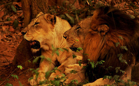 Bonding time! Two lions(male and female) spotted at Nandankanan National Park, India  Asiatic lion,Geotagged,India,Panthera leo persica,Spring