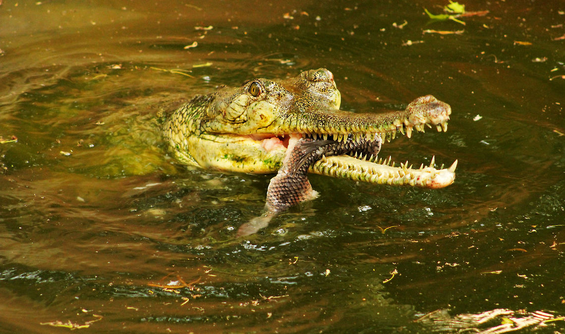 It's feeding time. Gharial spotted at Nandankanan National Park, India  Gavialis gangeticus,Geotagged,Gharial,India,Spring