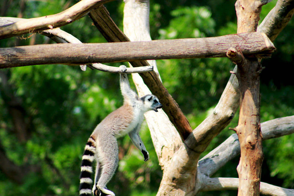 A random click - Ring tailed lemur in Visakhapatnam, India  Fall,Geotagged,India,Lemur catta,Ring-tailed lemur