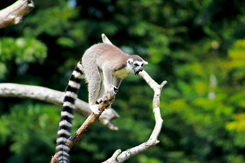 I'm the ruler!  Fall,Geotagged,India,Lemur catta,Ring-tailed lemur