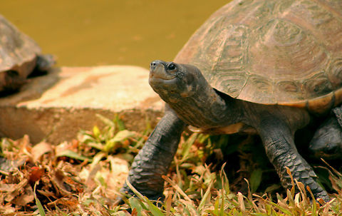 That victory smile! :) Elongated tortoise spotted at Nandankanan National Park, India Aglais caschmirensis,Elongated Tortoise,Geochelone elegans,Geotagged,India,Indian Tortoiseshell,Indian star tortoise,Indotestudo elongata,Spring