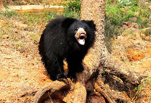 Sloth bear spotted at Visakhapatnam, India.  Geotagged,India,Melursus ursinus,Sloth bear,Spring