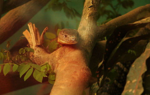 Wait, wait and wait! Patience pays off!  Geotagged,India,King cobra,Ophiophagus hannah,Spring