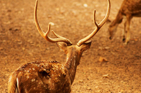Spotted deer!  Axis axis,Axis deer,Geotagged,India,Spring