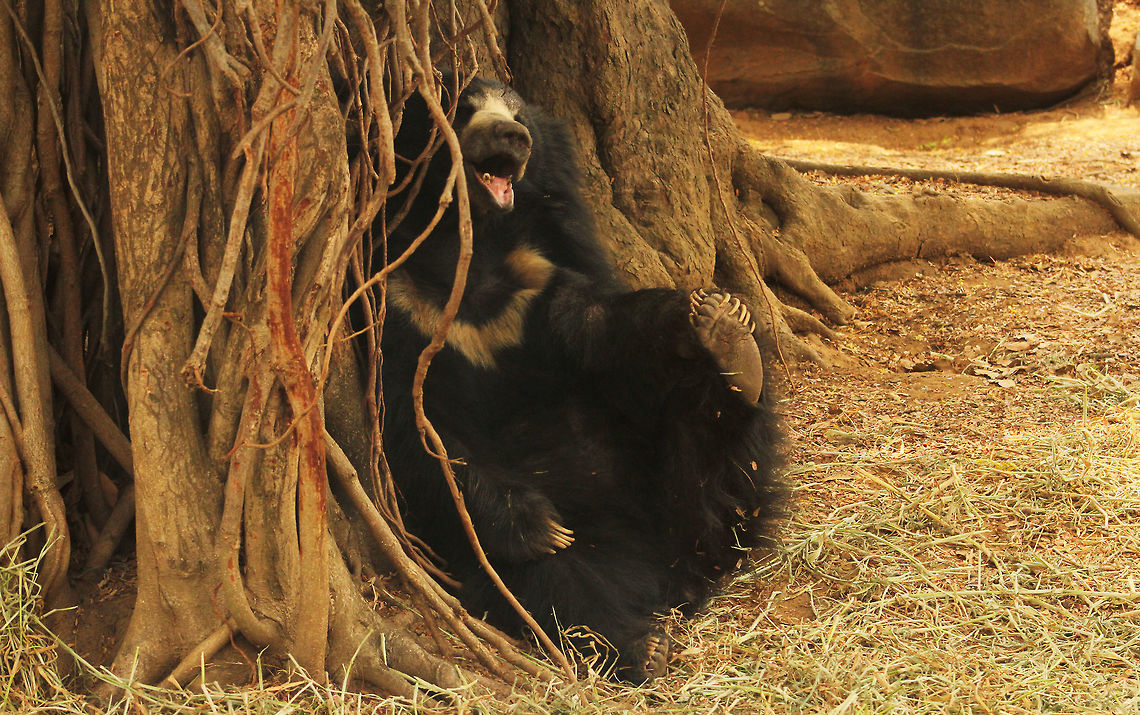 Time to rest!  Geotagged,India,Melursus ursinus,Sloth bear,Spring
