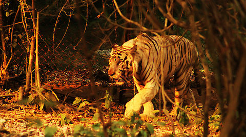 The white tiger spotted at Konark, India The white tiger is a pigmentation variant of the Bengal tiger, which is reported in the wild from time to time in the Indian states of Assam, Bengal, Bihar, Sunderbans and especially in the former State of Rewa Bengal tiger,Geotagged,India,Panthera tigris,Panthera tigris tigris,Spring,Tiger