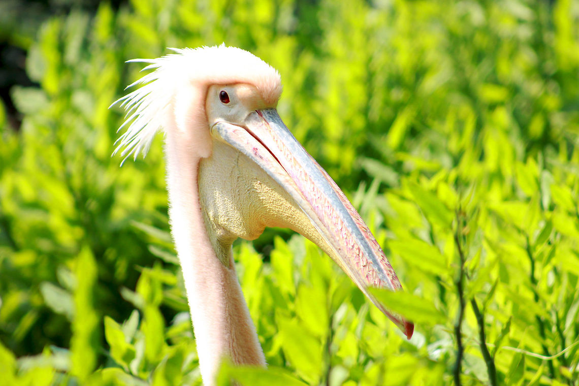 Who's the queen of birds?  Fall,Geotagged,Great White Pelican,India,Pelecanus onocrotalus