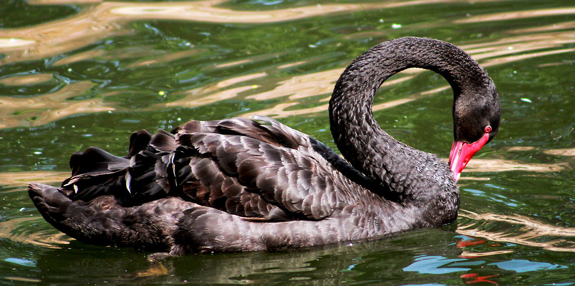 Black swan spotted at Visakhapatnam, India.  Black Swan,Cygnus atratus,Fall,Geotagged,India