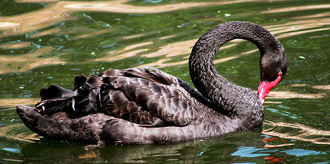 Black swan spotted at Visakhapatnam, India.  Black Swan,Cygnus atratus,Fall,Geotagged,India