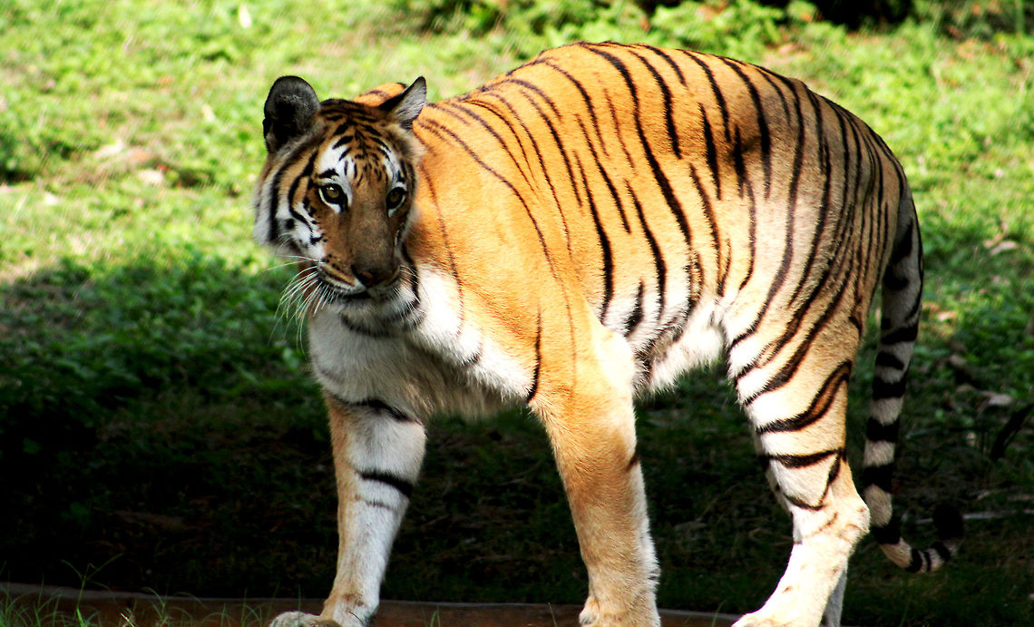 Royalty!  Bengal tiger,Fall,Geotagged,India,Panthera tigris tigris