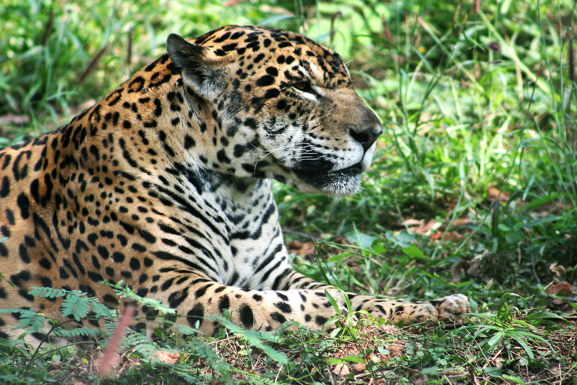 Waiting for the prey!  Fall,Geotagged,India,Jaguar,Jaguar cichlid,Panthera onca