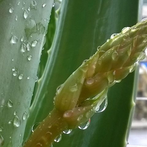 rain drop!! This is the view I woke to once during the rains in mumbai. The beauty of rain drops on the plant and the sparkel of the rising sun contributed to such a wonderful show. Geotagged,India