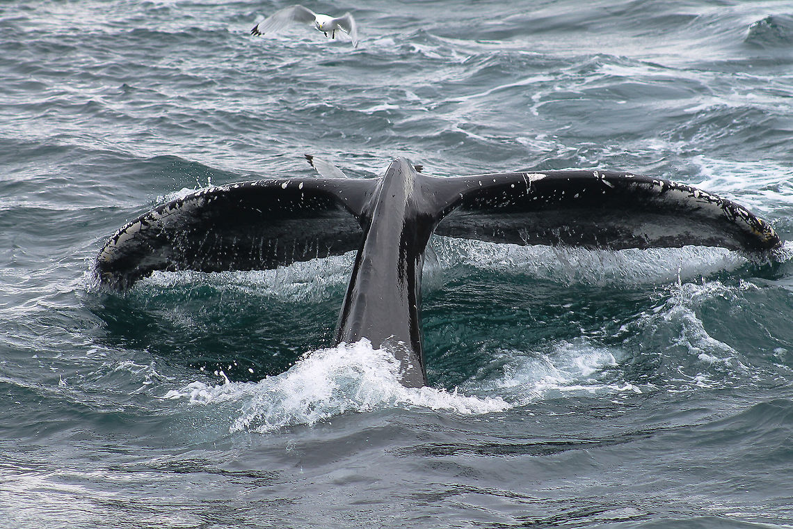 Monsters of the Deep During our recent trip to Iceland, we were lucky to spot 3 humpback whales, coming up just beside the boat....amazing sight ! Geotagged,Humpback whale,Iceland,Megaptera novaeangliae,sea,seagull,whale