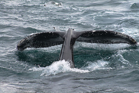 Monsters of the Deep During our recent trip to Iceland, we were lucky to spot 3 humpback whales, coming up just beside the boat....amazing sight ! Geotagged,Humpback whale,Iceland,Megaptera novaeangliae,sea,seagull,whale