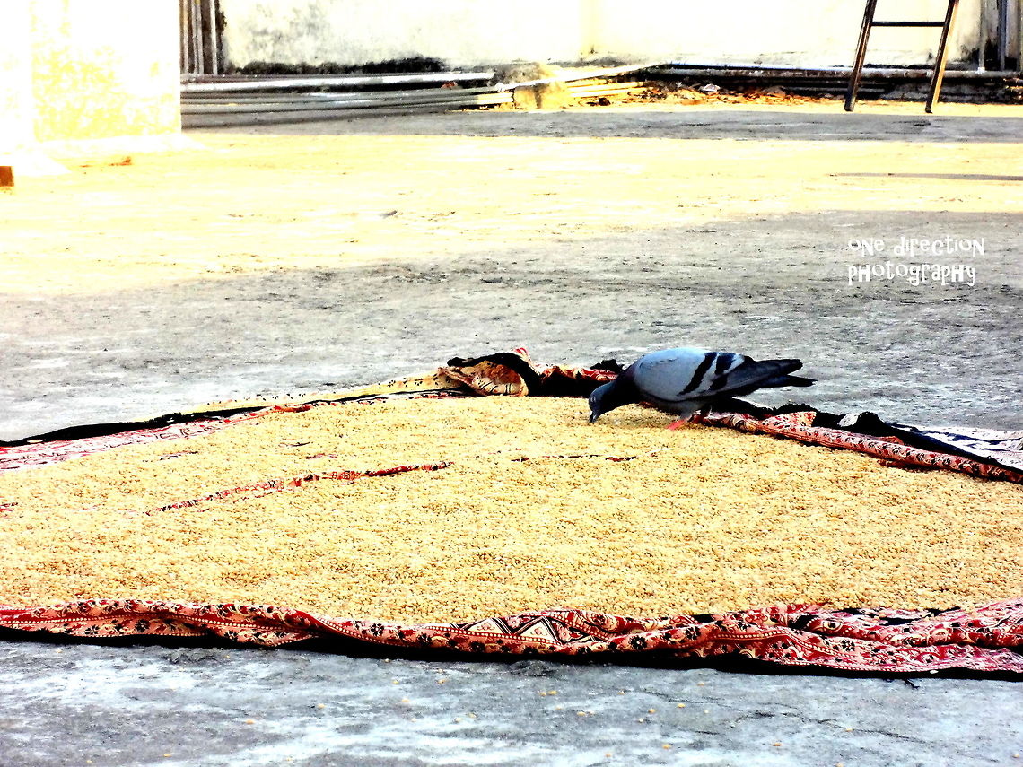 Pigeon Pigeon having food<br />
 Columba livia,Rock dove