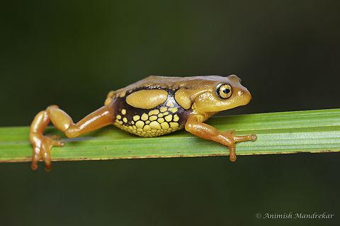 Resplendent Shrubfrog (Raorchestes resplendens) Raorchestes resplendens, the Resplendent Shrubfrog, is a critically endangered species of frog belonging to the family Rhacophoridae endemic to the high altitude region around the south Indian peak of Anaimudi. It has extremely short limbs and numerous macroglands. Geotagged,India,Raorchestes resplendens,Summer,raorchestes resplendens