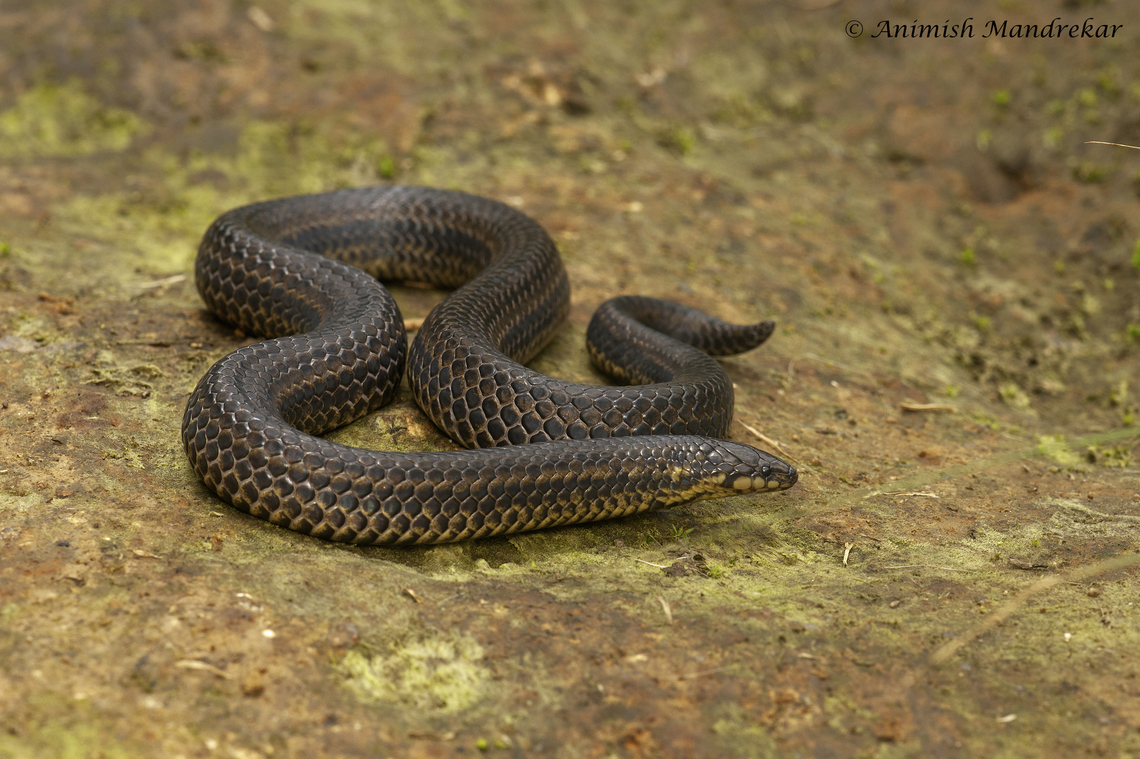 Perrotet’s Narrow-headed Snake (Xylophis perroteti) The species is endemic to the Western Ghats of India Geotagged,India,Summer,Xylophis perroteti