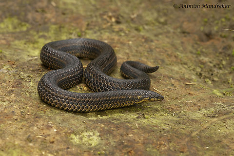 Perrotet’s Narrow-headed Snake (Xylophis perroteti) The species is endemic to the Western Ghats of India Geotagged,India,Summer,Xylophis perroteti